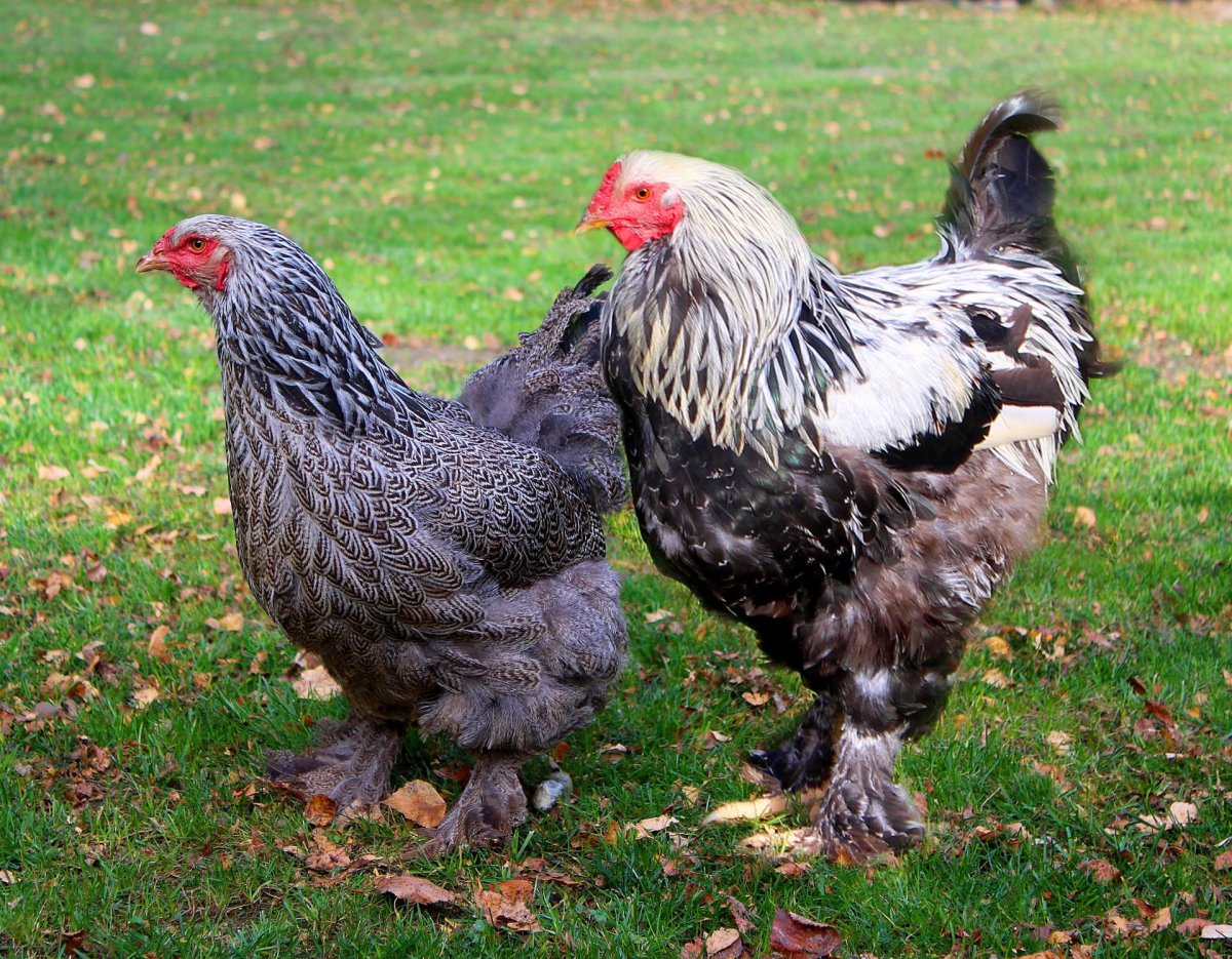 Брама порода