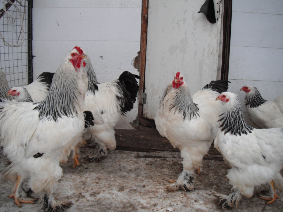 Перепелиная Брама