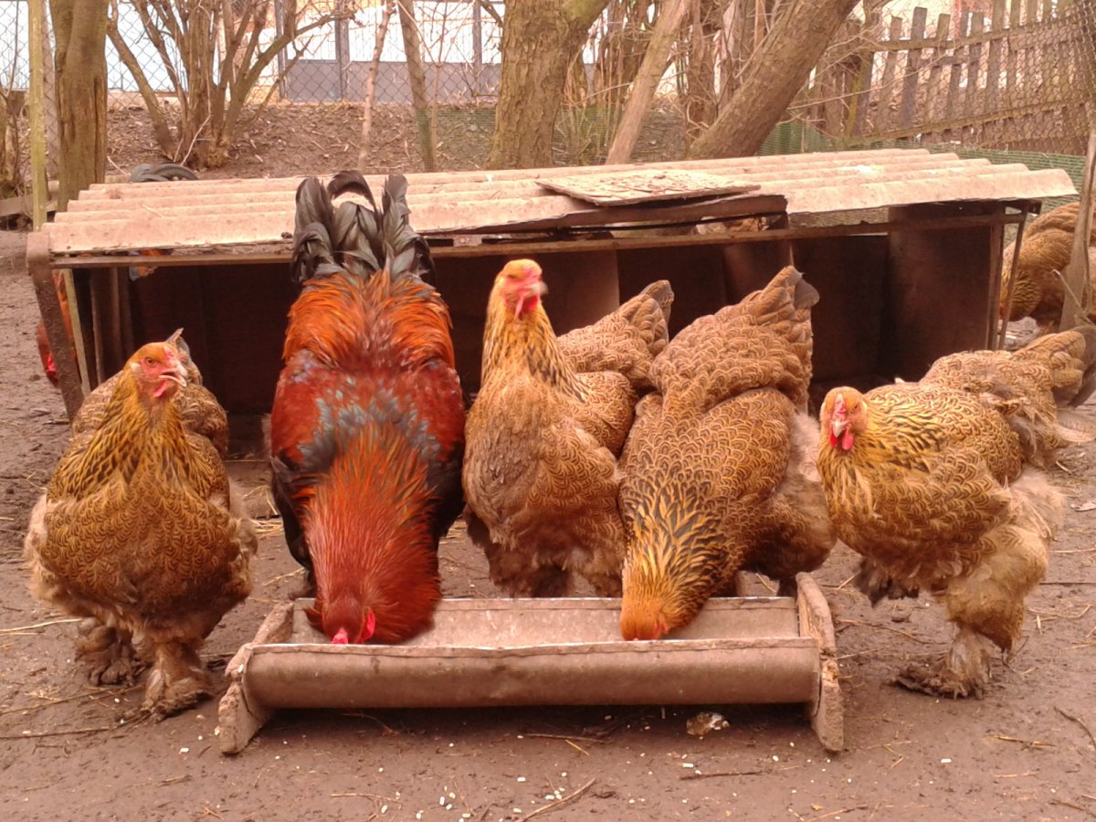 Петух породы Брама