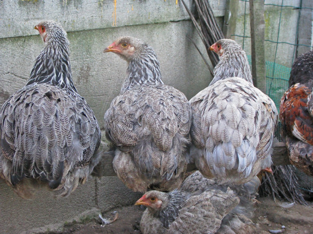 Куры Доминант Брама