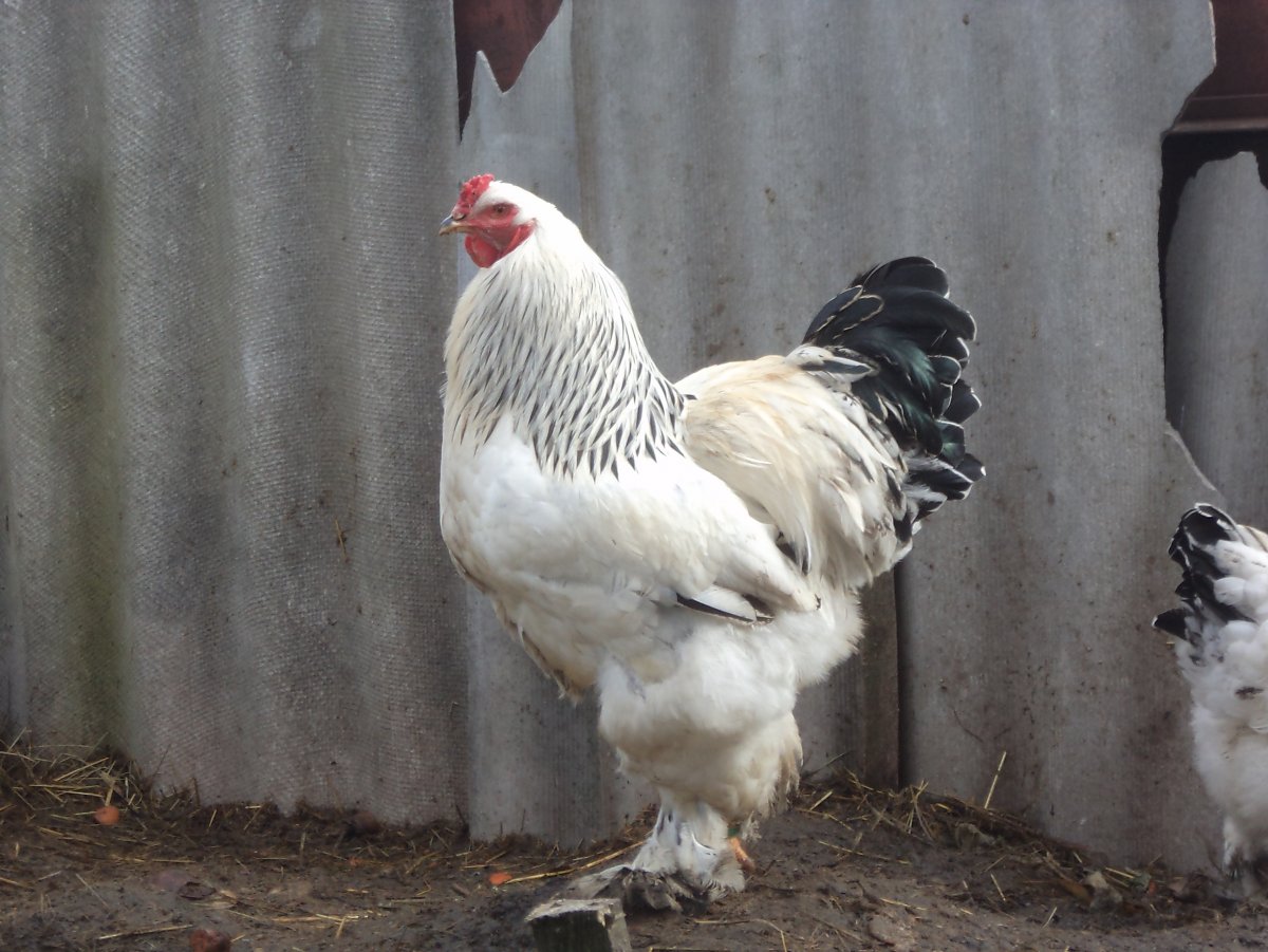 Куры породы Брама