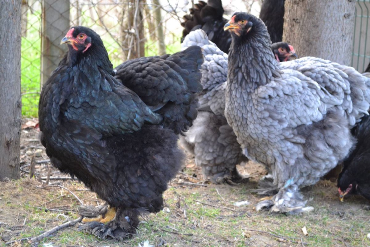 Брама куропатчатая черная