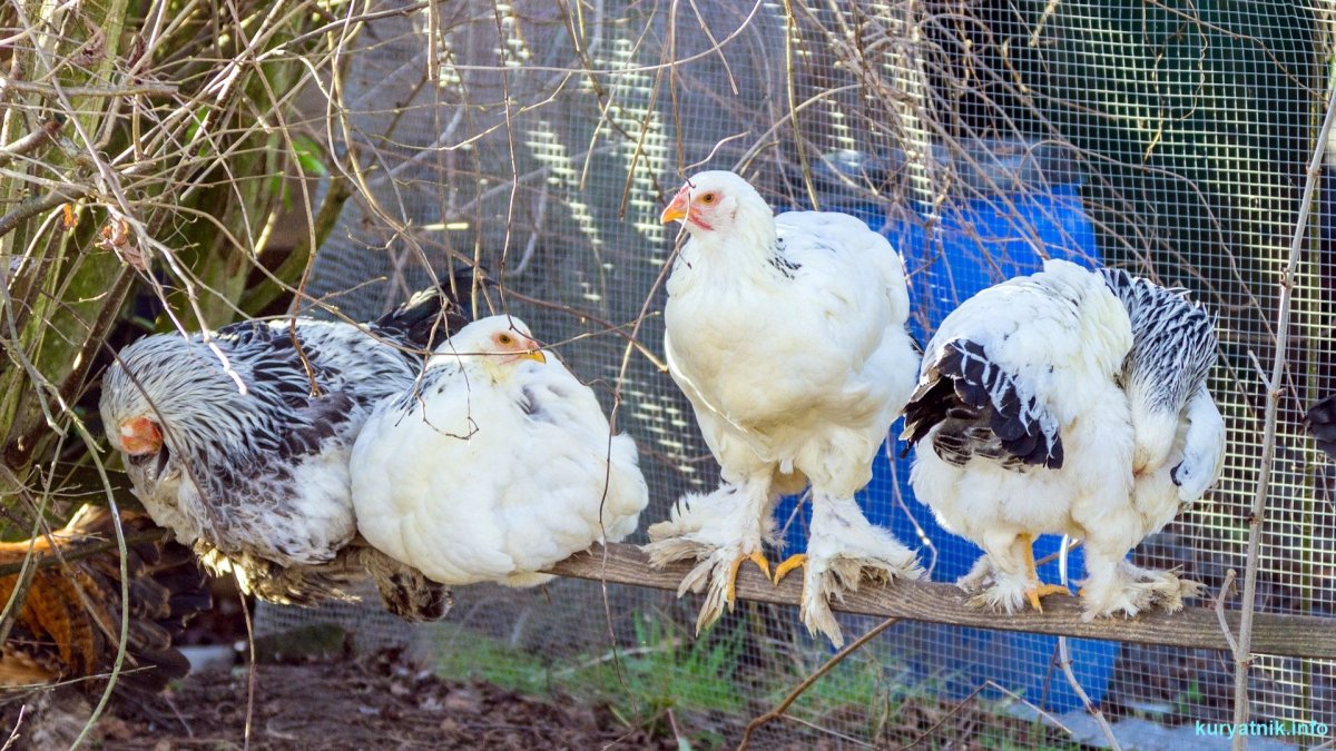 Брама черная порода кур