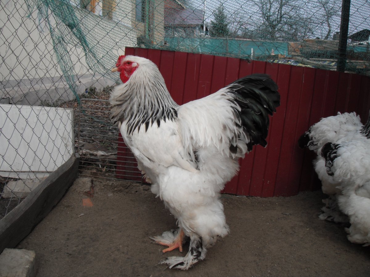 Петух породы Брама Орловский