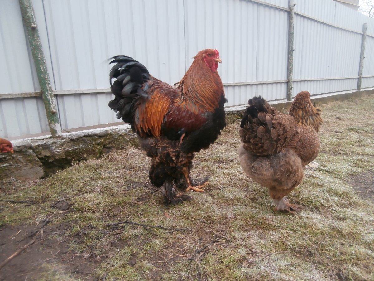 Куры Брама хозяйство Фаэтон