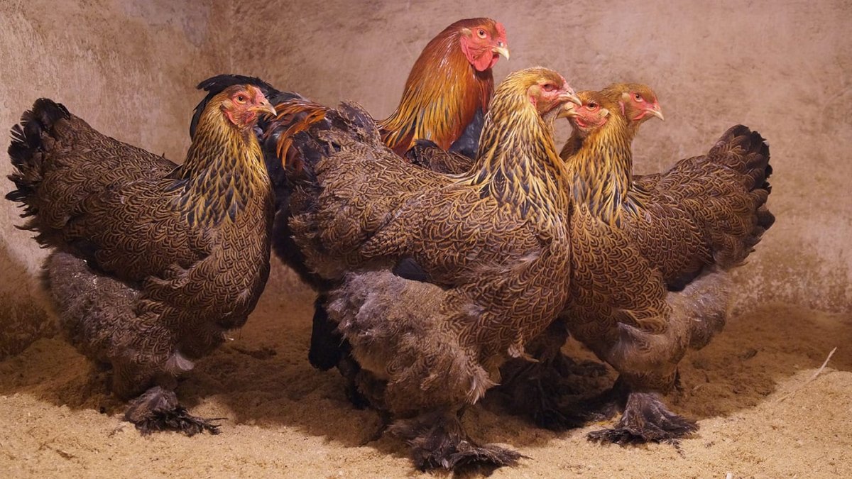 Брама куропатчатая