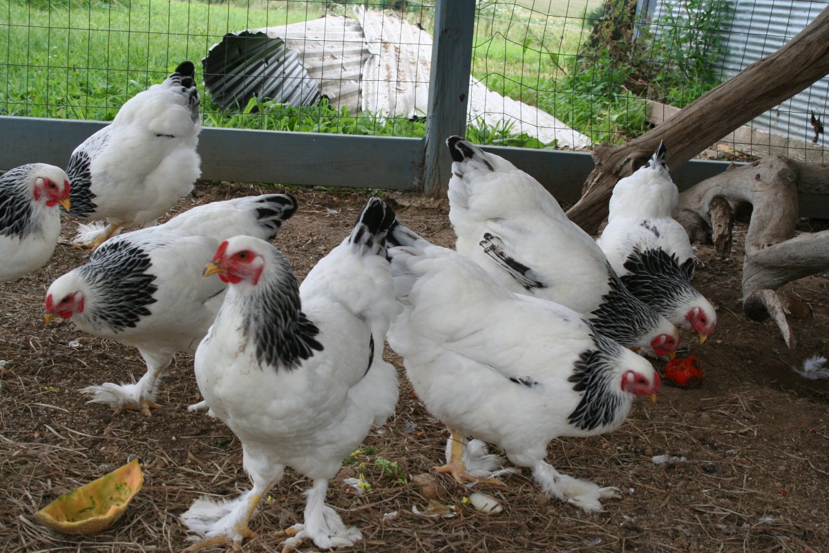 Куры Брама тройка