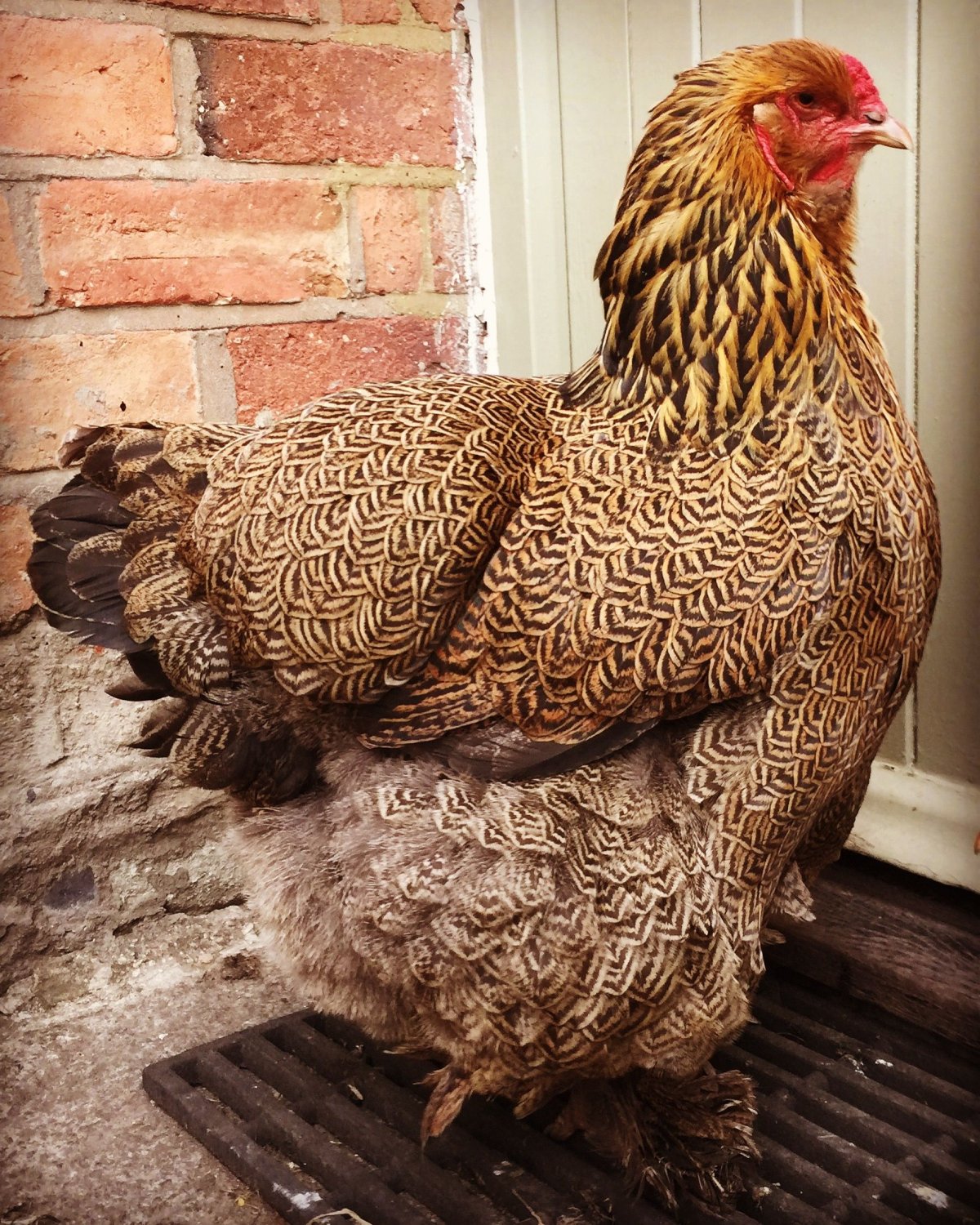 Брама светлая порода