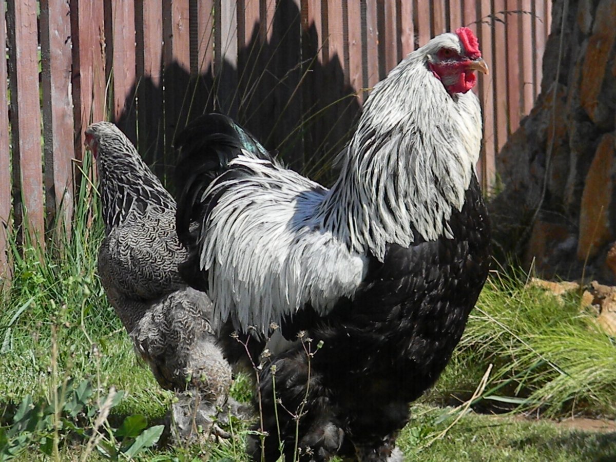 Куры Брама белая колумбийская