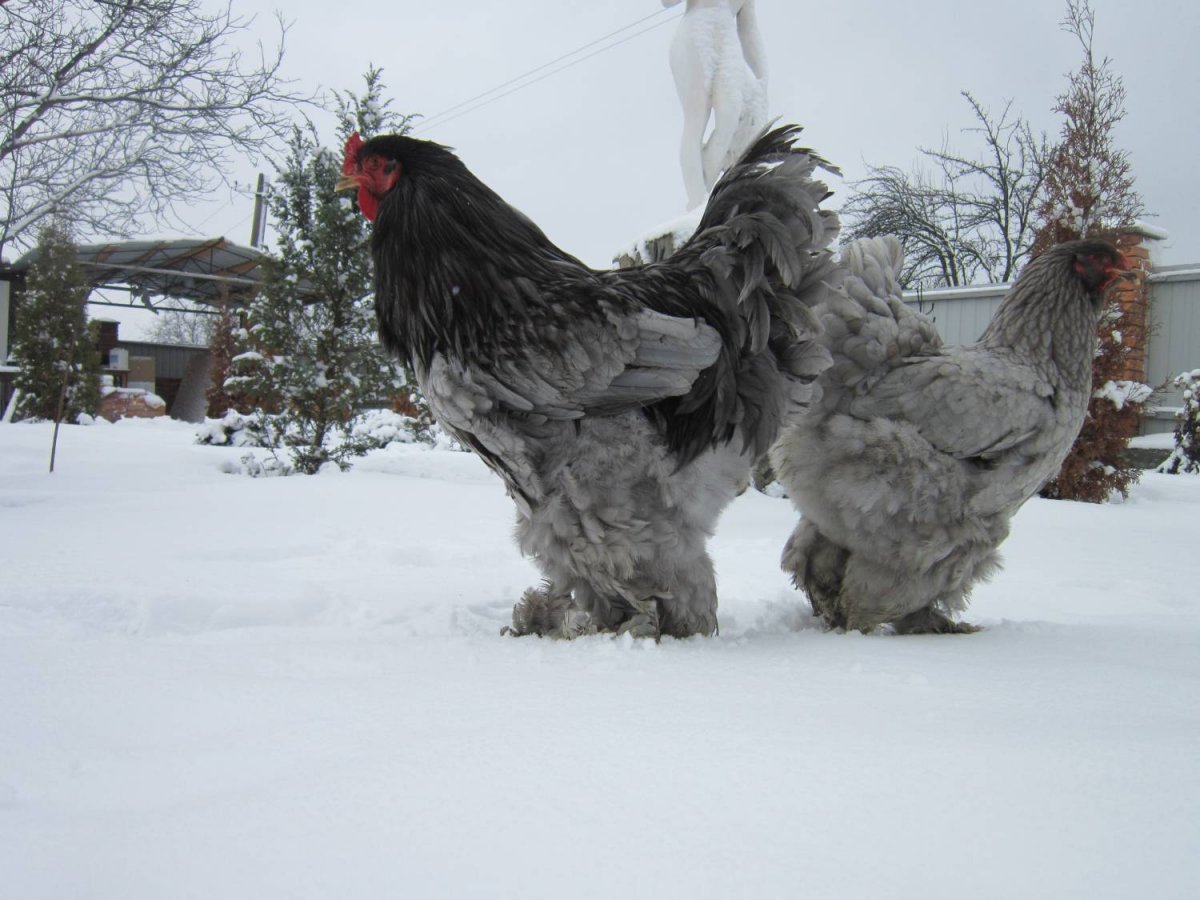 Брама тоогу