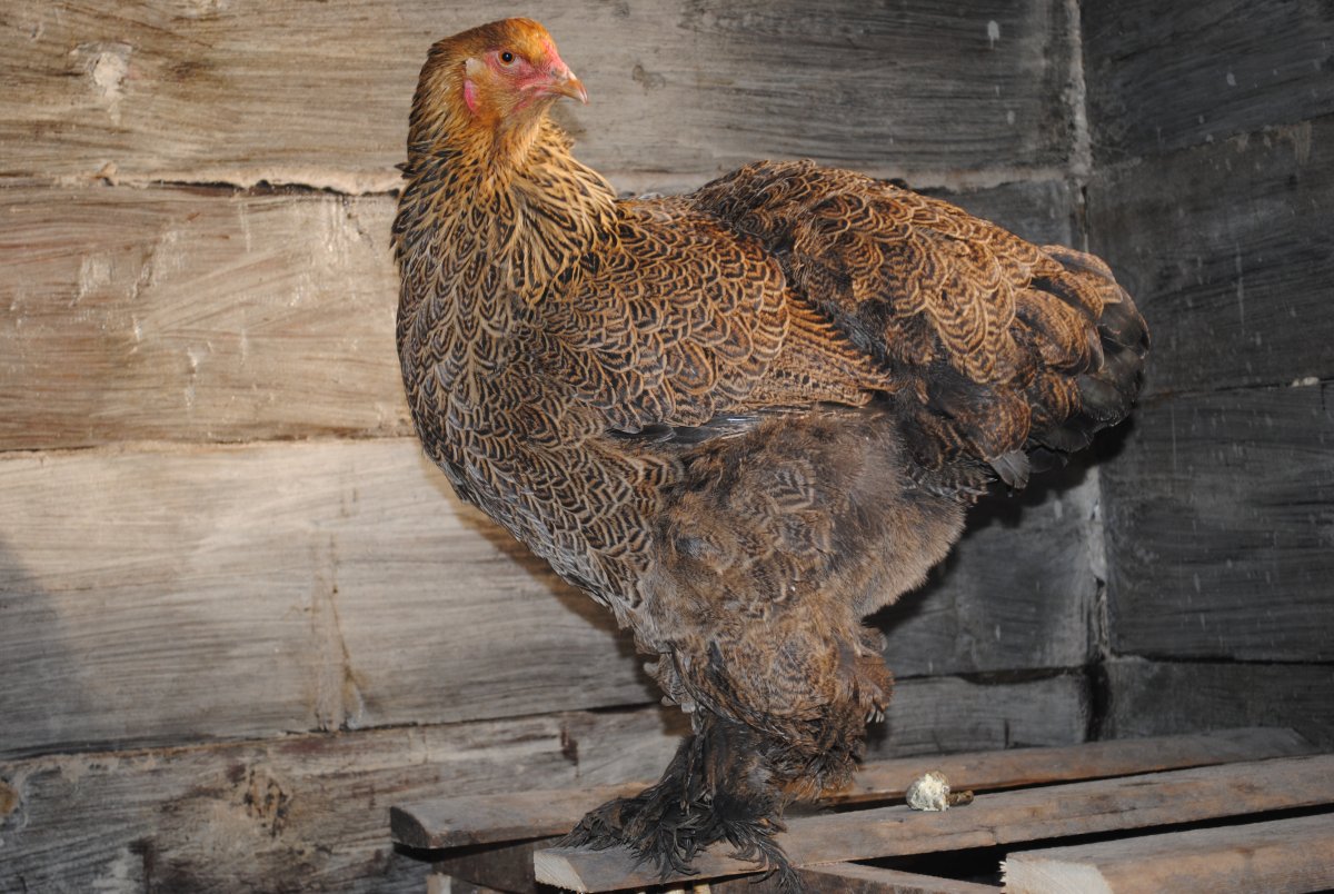 Брама порода