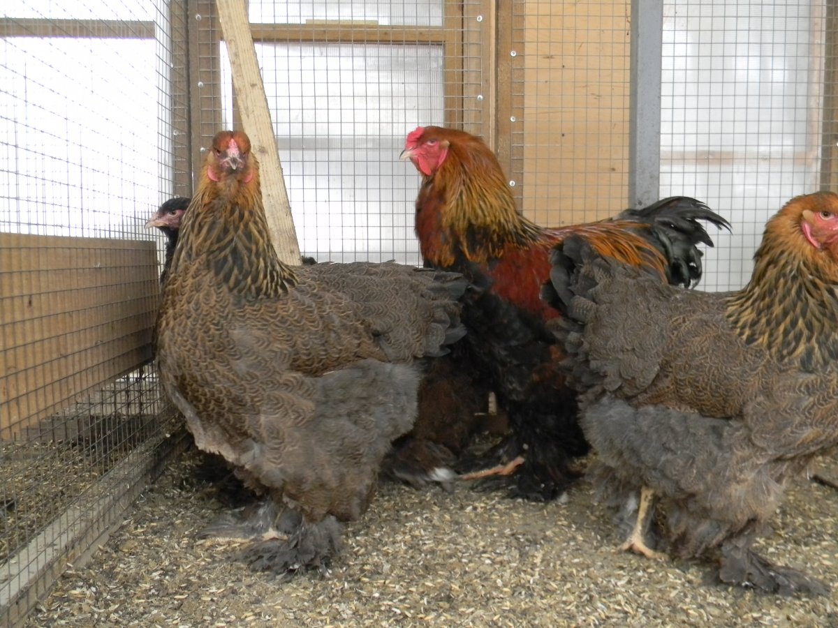 Куры Брама куропатчатая