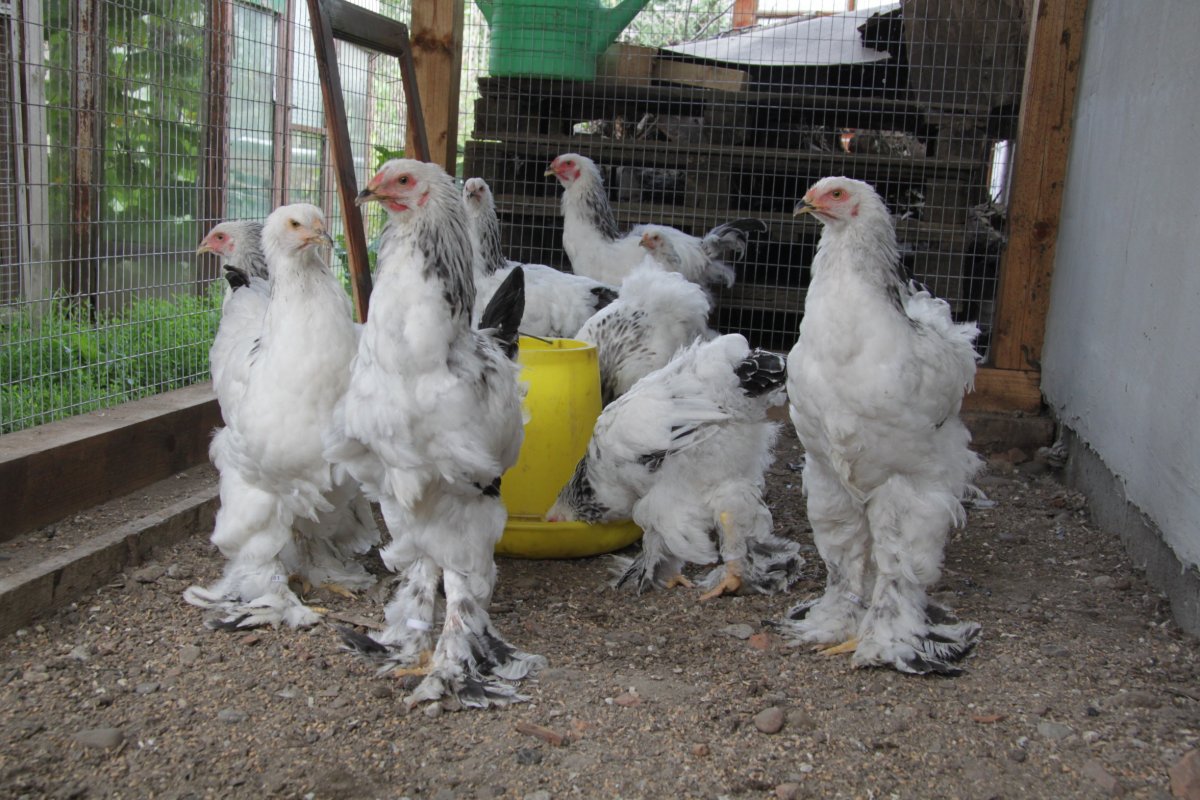 Брама лохмоногие