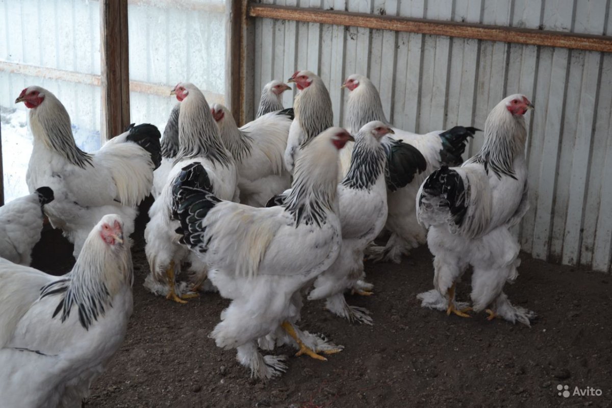 Куры Брама в Абаклии