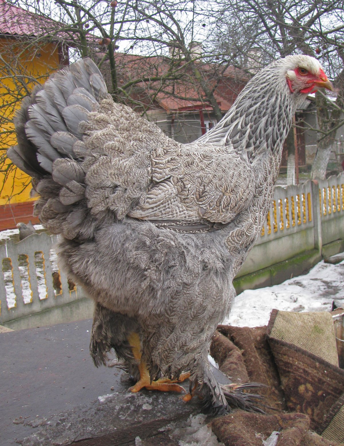 Брахма курица