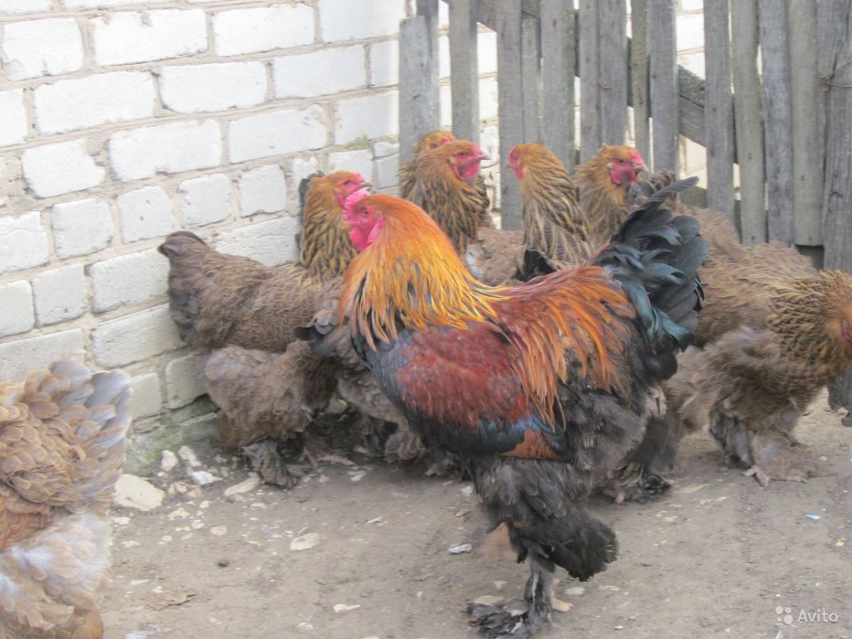 Брама колумбийская Белгородская