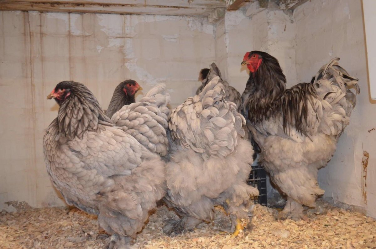Куры Брама Орпингтон и Фавероль