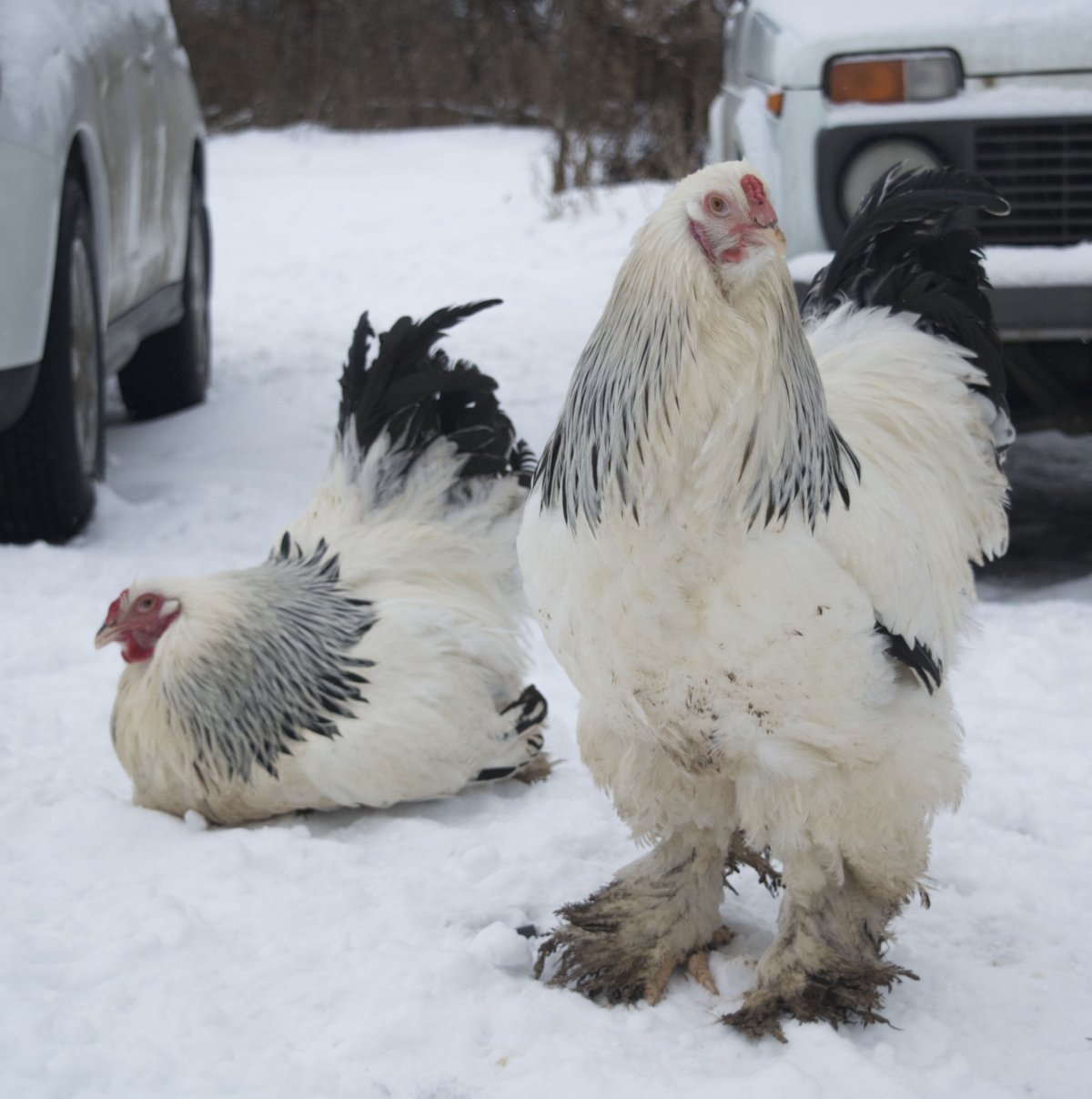 Петух Брама белый