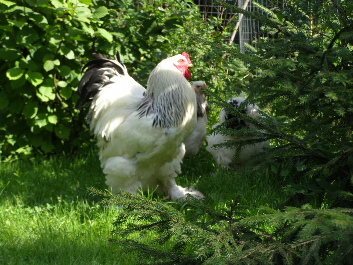 Куры Брама серебро окаймленный