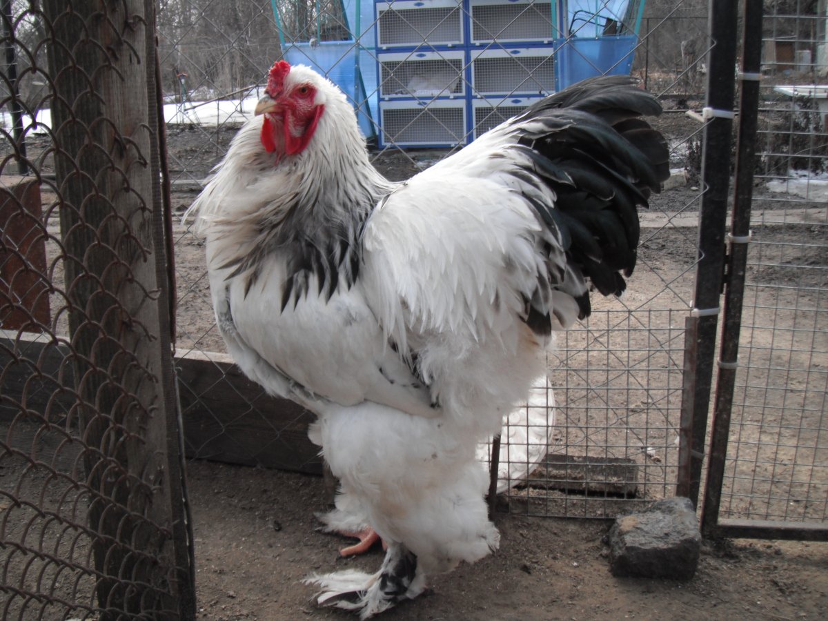 Брама голубокуропатчатая