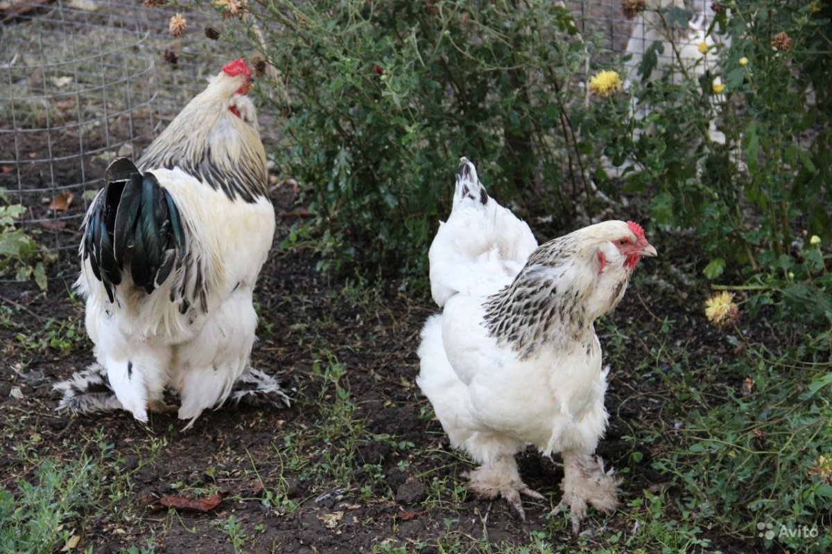 Брамы Канадские