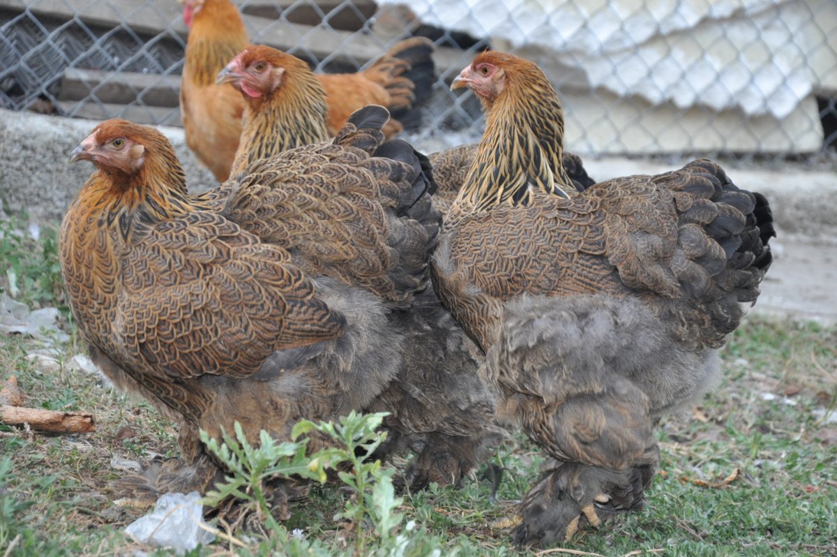 Бройлер Брама