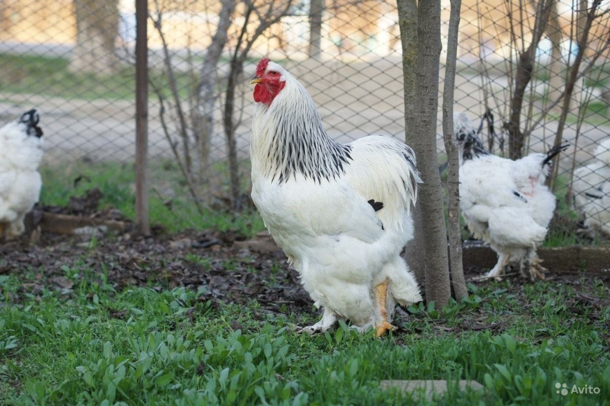 Куры Брама полосатые