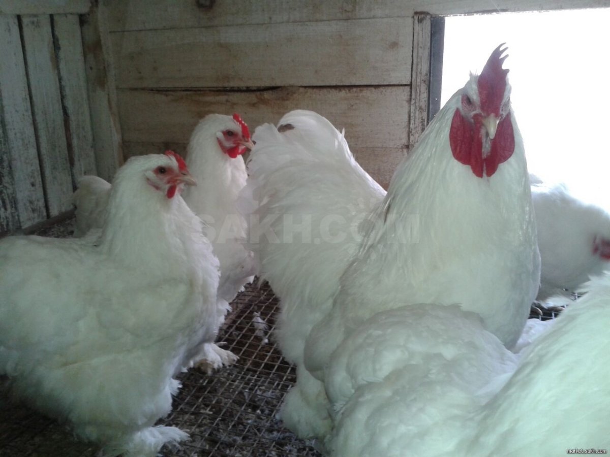 Брама куропатчатая голубоокаймленная