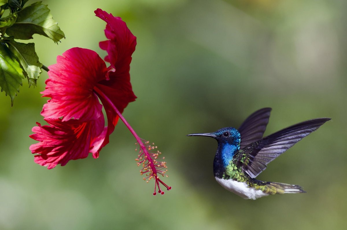 Самые красивые Колибри в мире