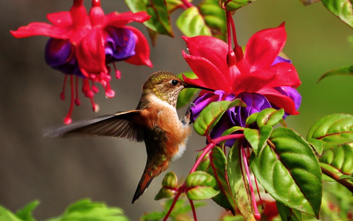 Телевизор Horizont 55le7161d 55" (2017)