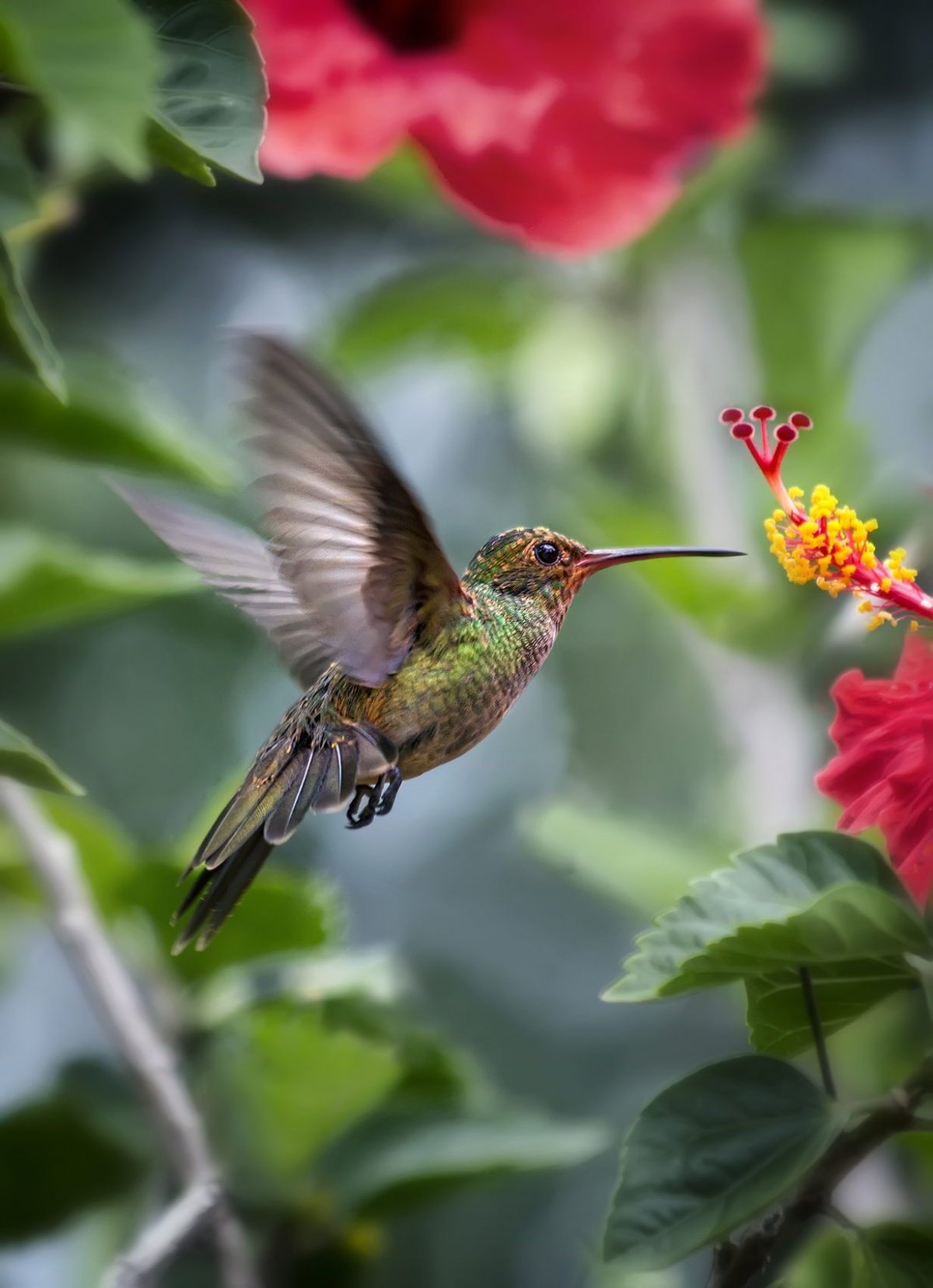 Изумрудный Колибри