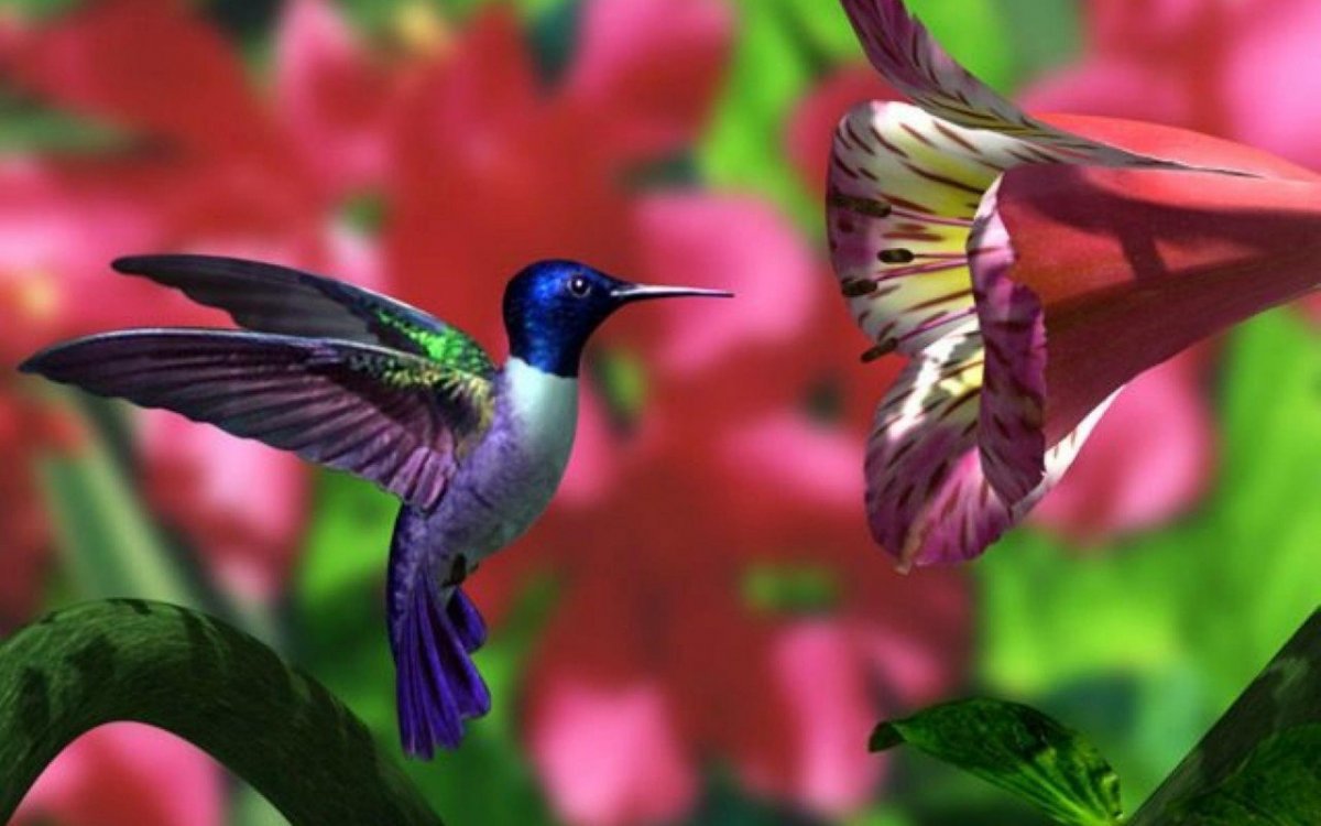 Колибри птицы