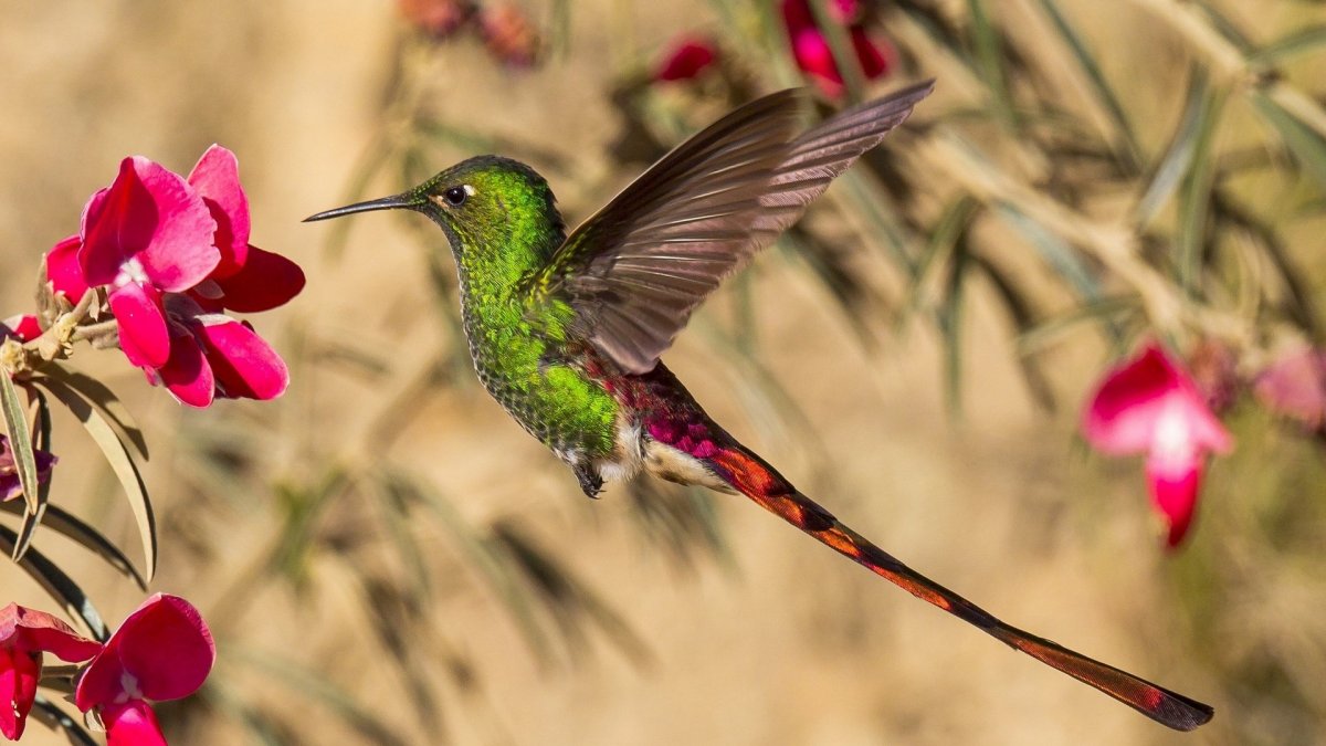 Колибри Амазонии