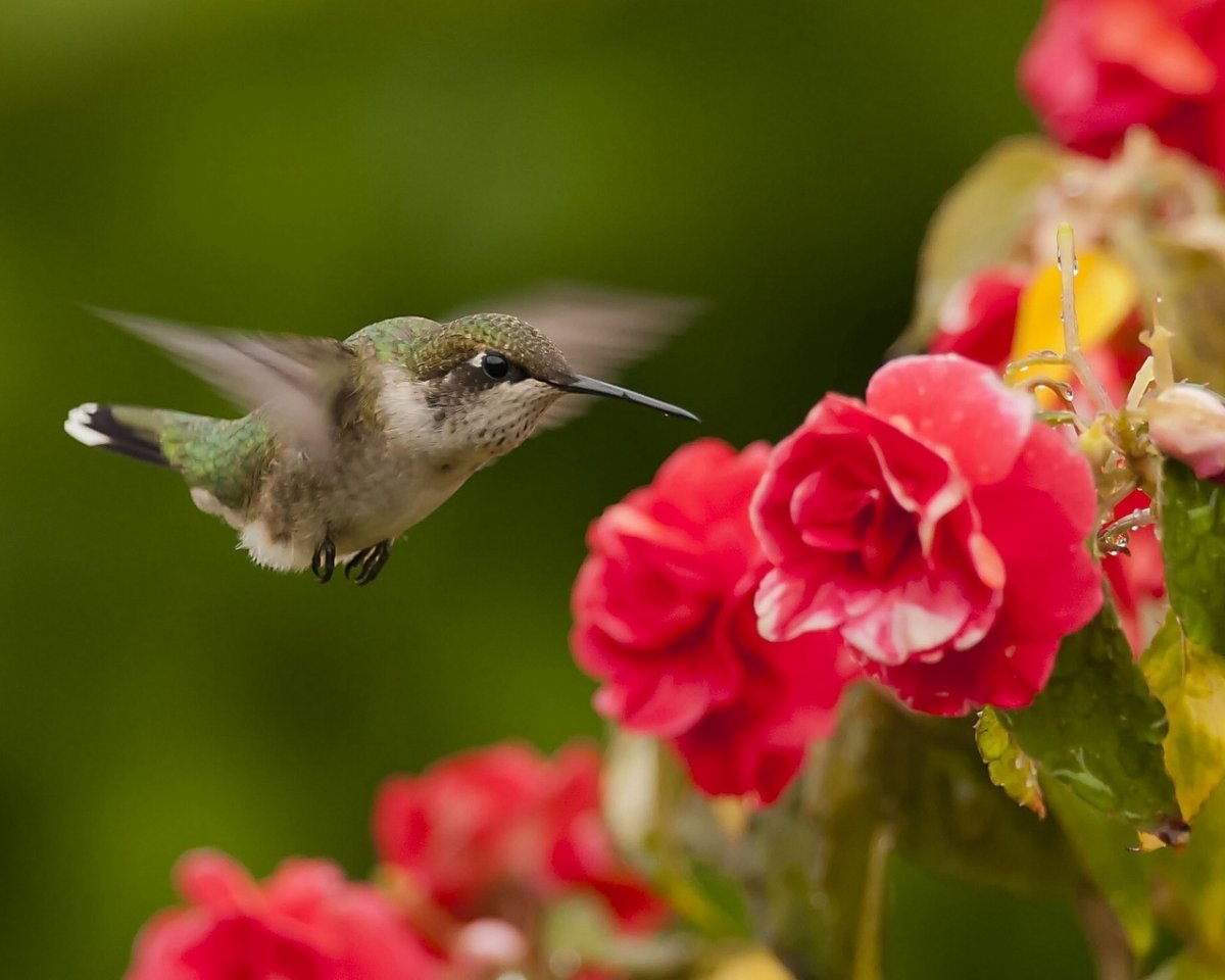 Красота птиц