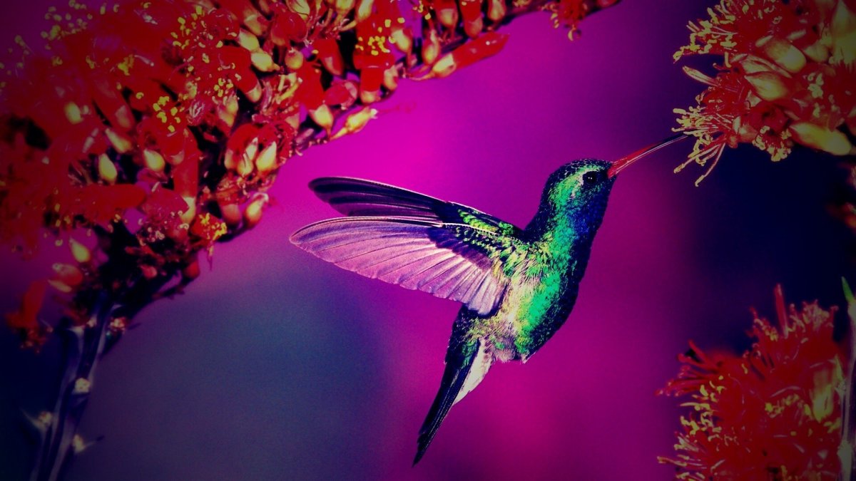 Колибри Южной Америки