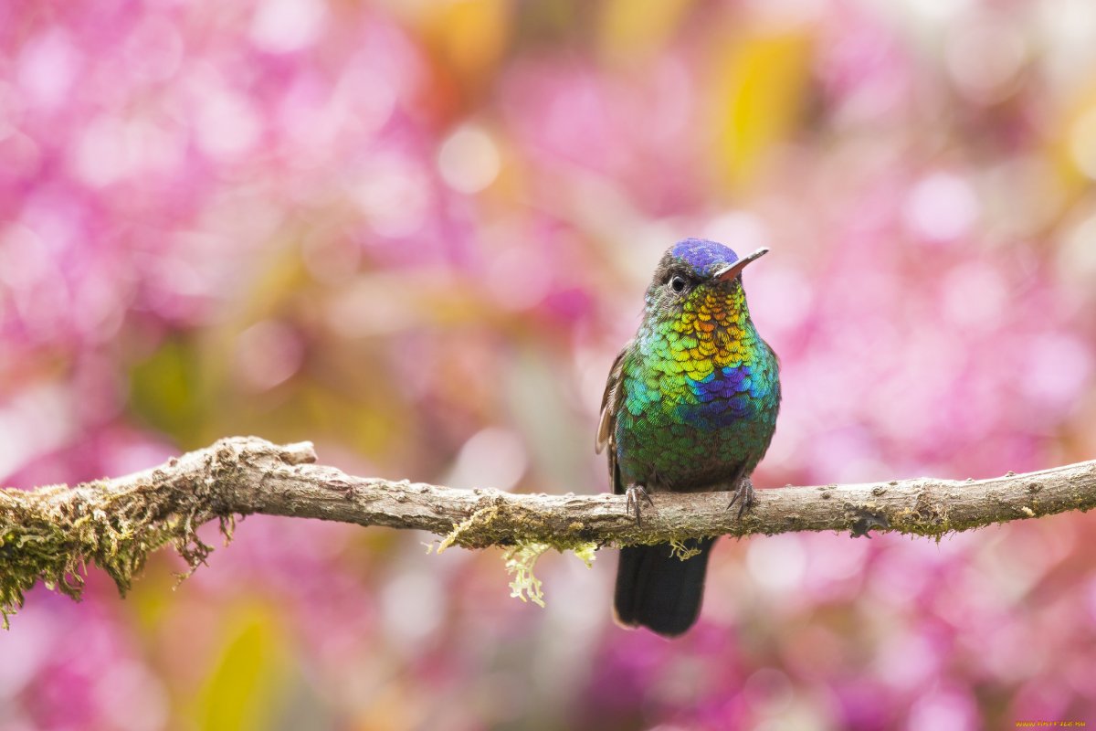 Колибри trochilidae