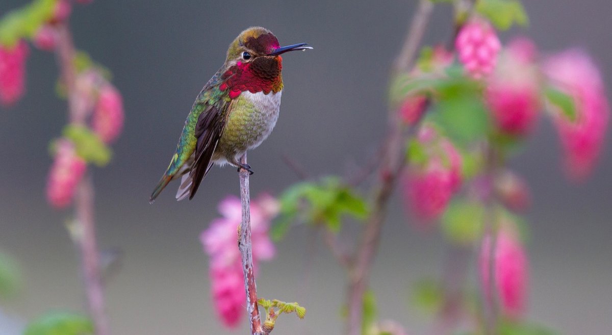 Колибри в природе