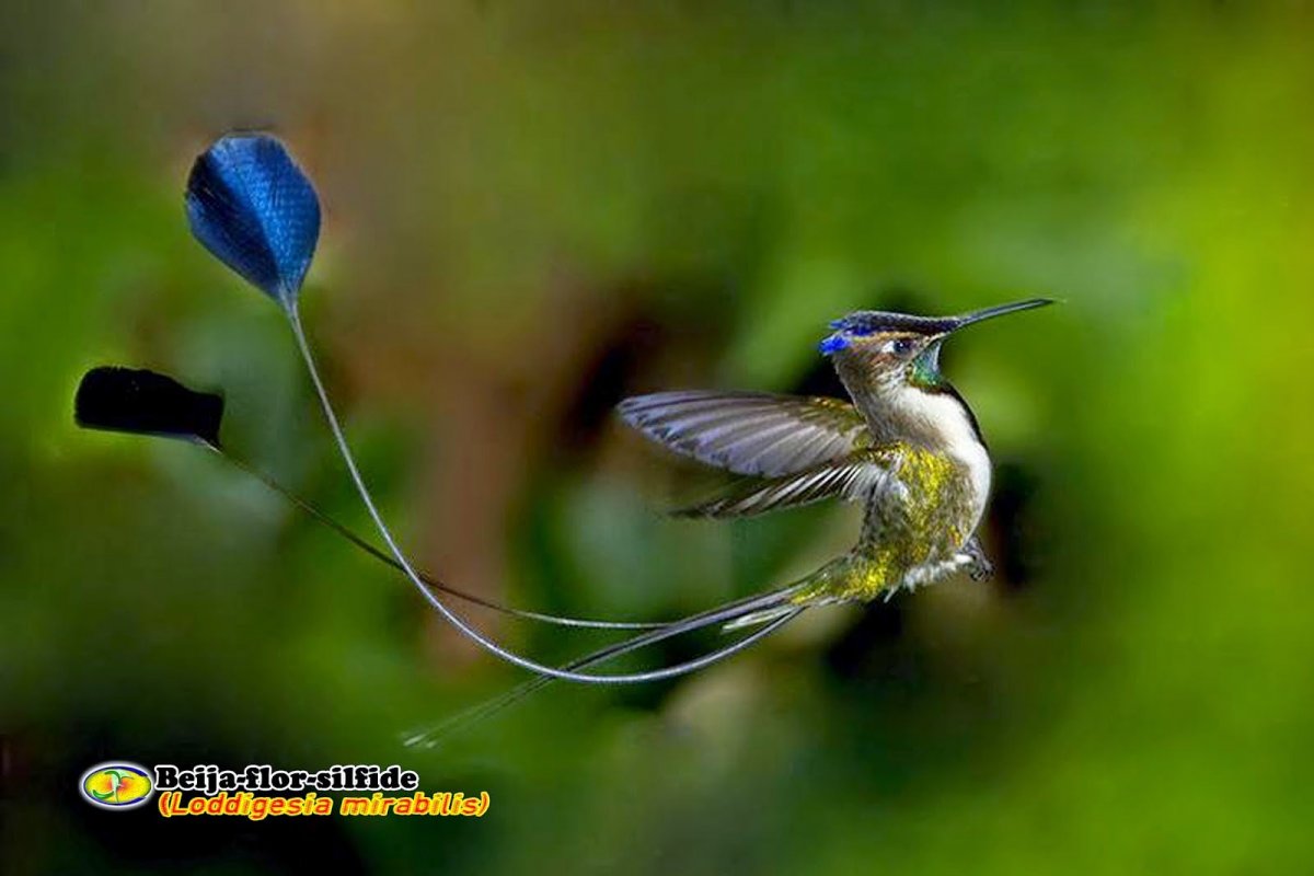 Колибри в цветах