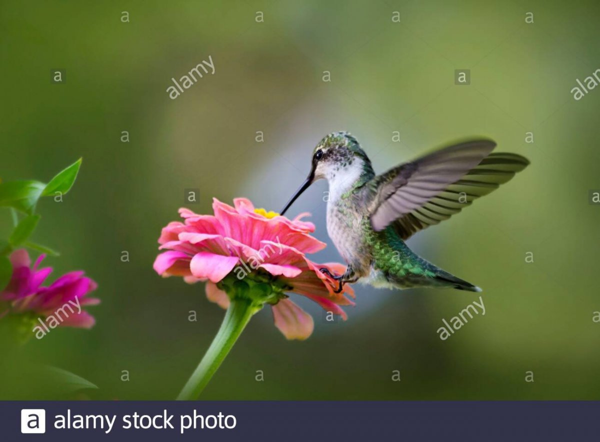 Огненосный Колибри