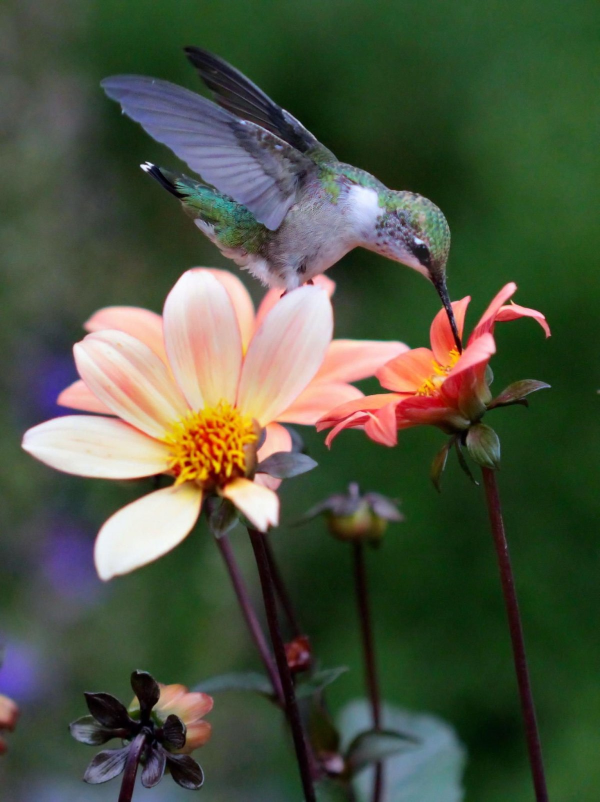 Птичка Колибри