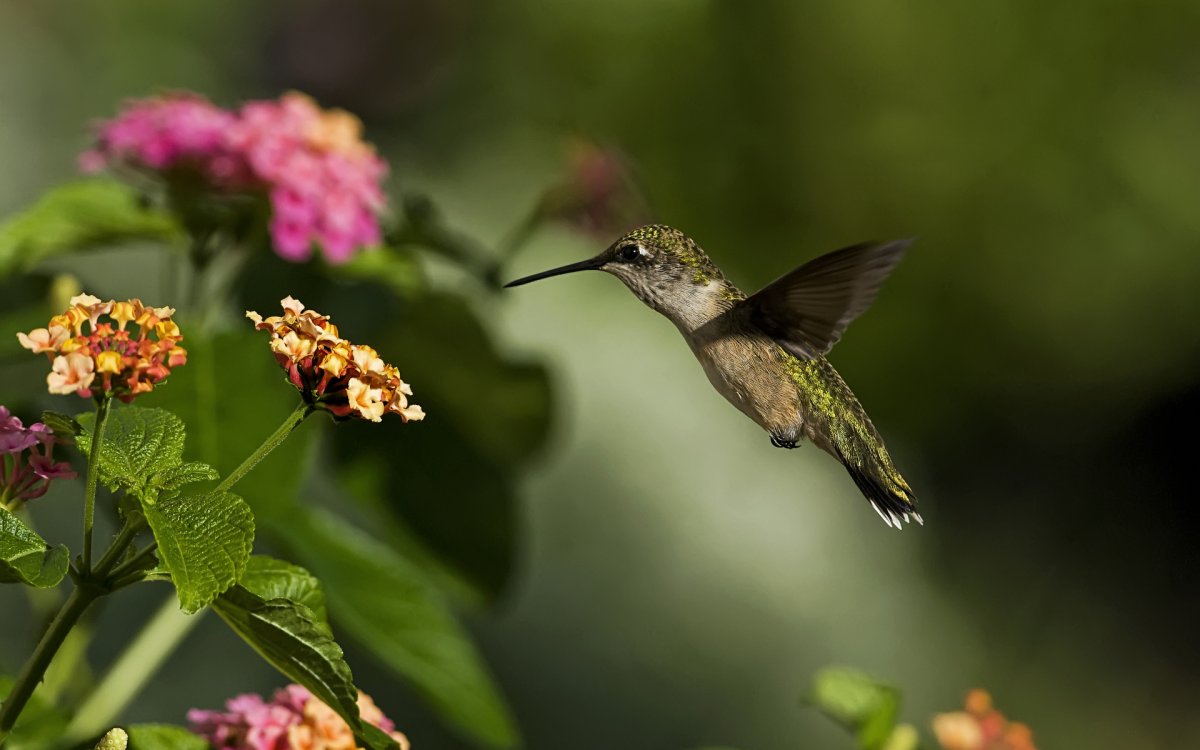 Экзотические птицы Колибри