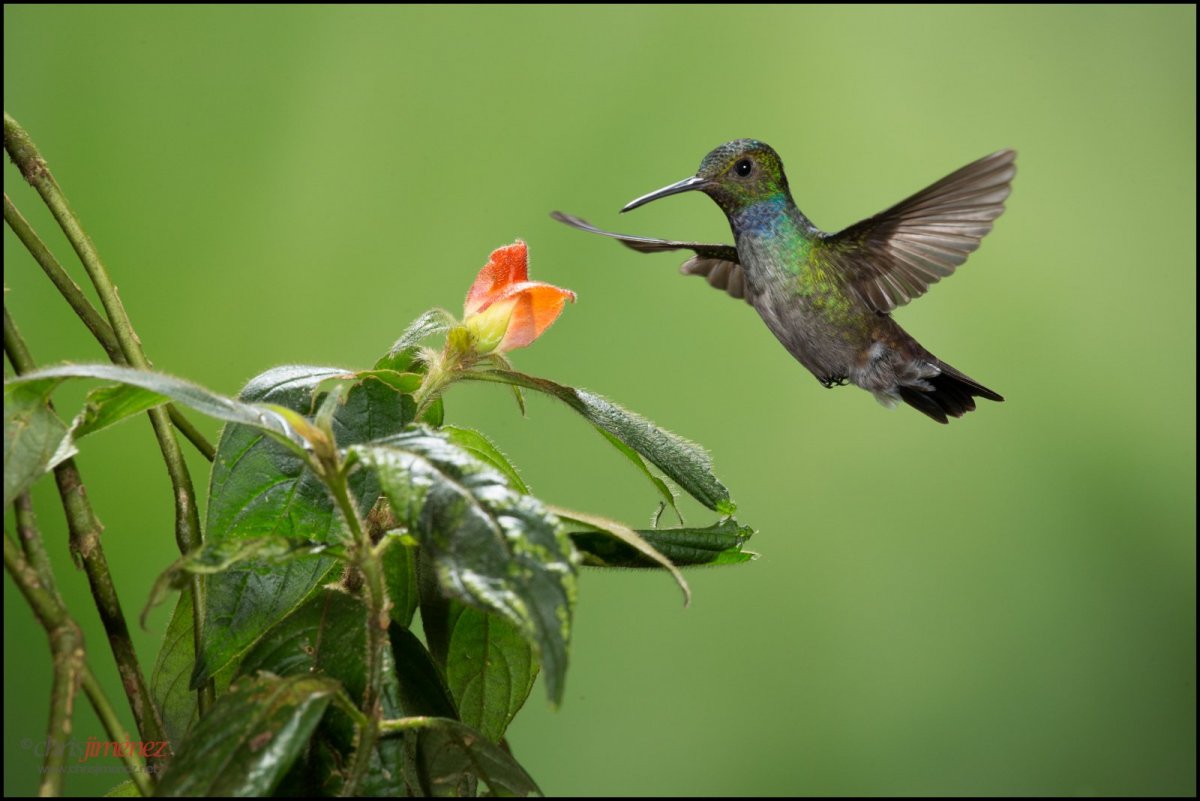 Размах крыльев Колибри