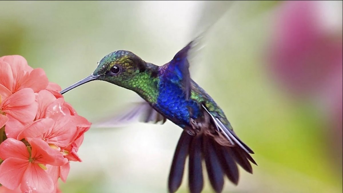 Колибри Южной Америки