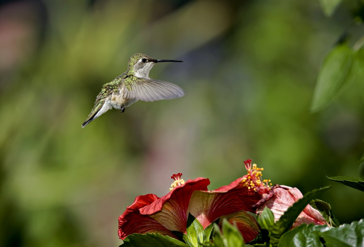Живые цветы с птицами