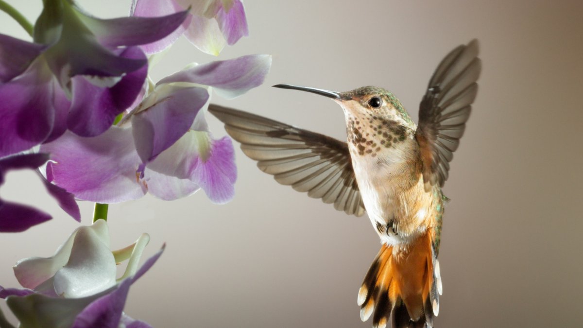 Колибри Охристый в Подмосковье