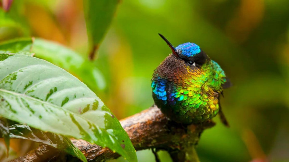Птичка Колибри