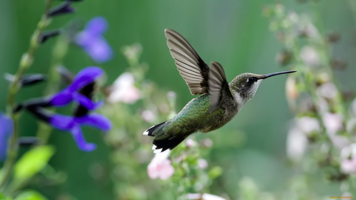 Пурпурный Колибри