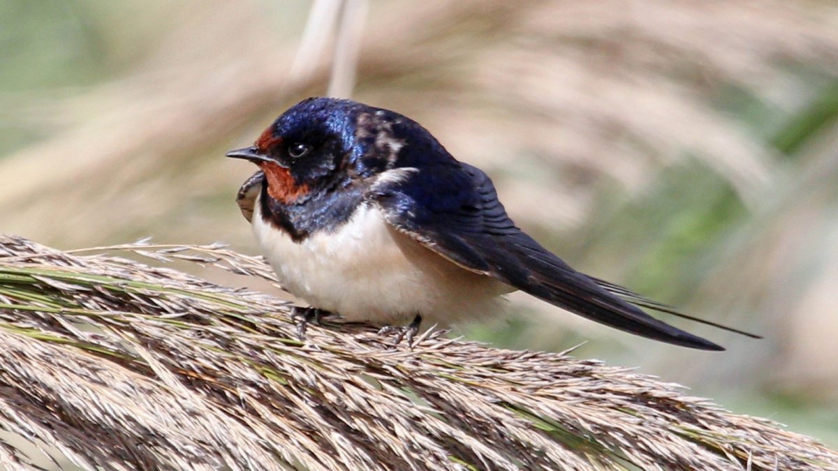 Ласточка красивая