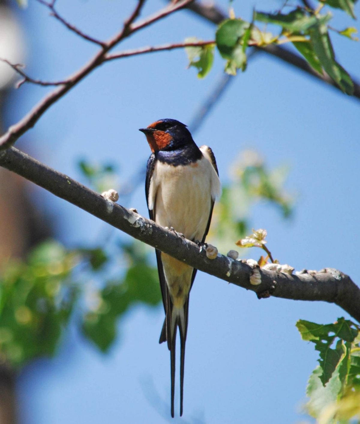 Деревенская Ласточка Касатка