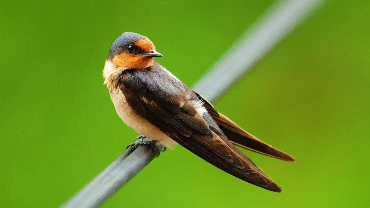 Ласточка на ветке